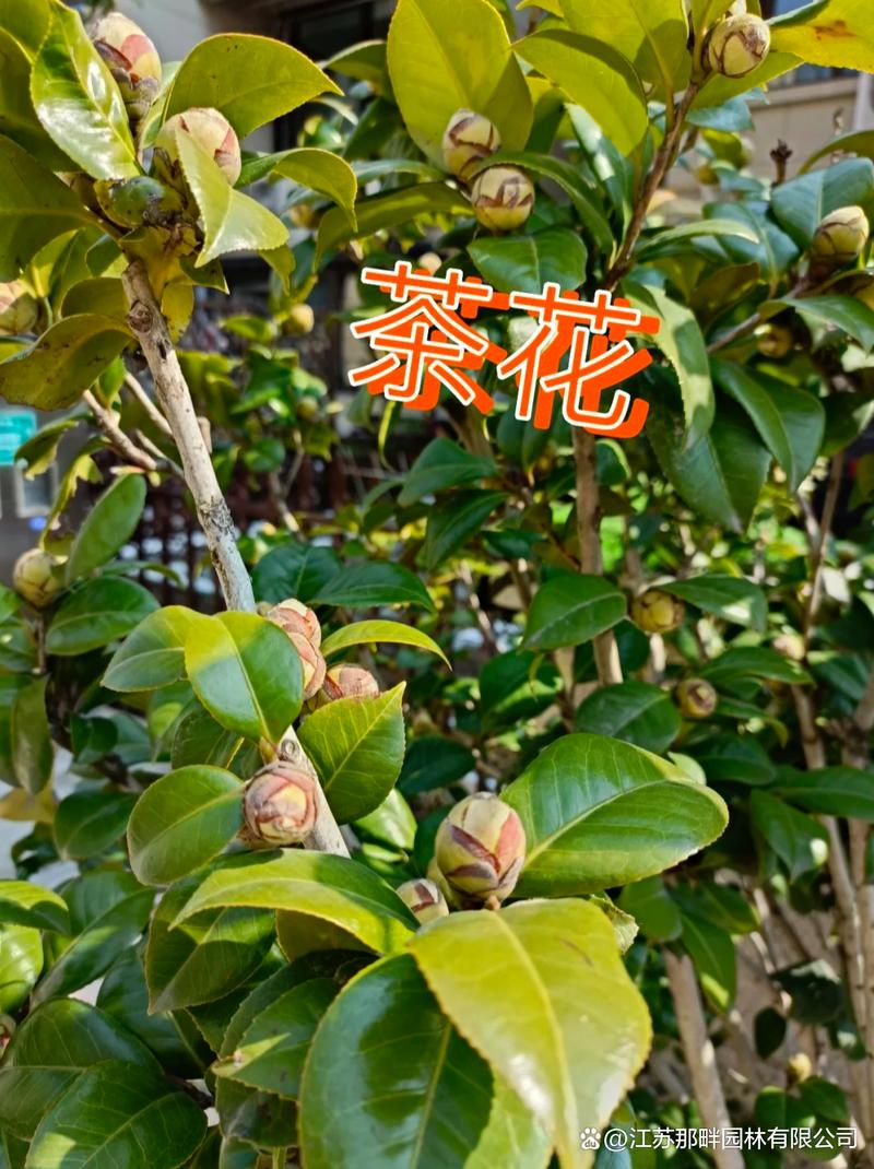 山茶花在哪里生长，山茶花生活在哪里？-第4张图片-优品飞百科