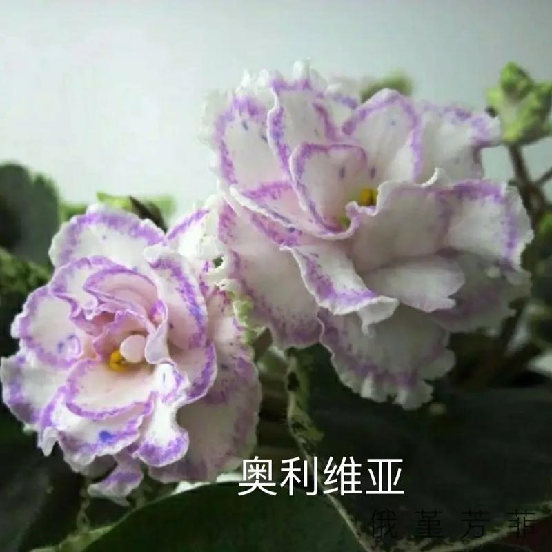 新买的非洲堇怎么养？非洲堇的繁殖方法和注意事项？-第3张图片-优品飞百科