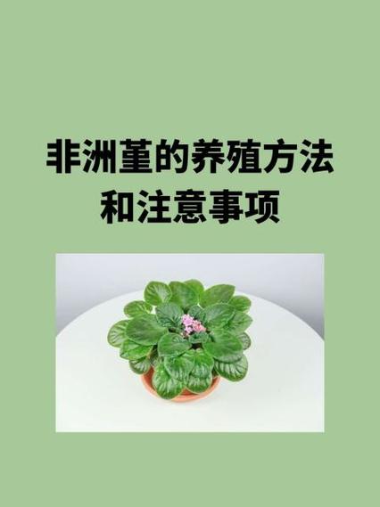 新买的非洲堇怎么养？非洲堇的繁殖方法和注意事项？-第5张图片-优品飞百科