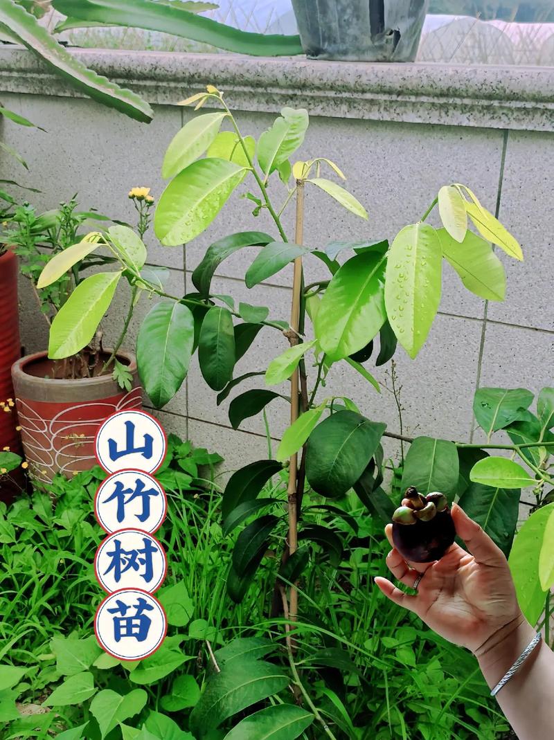 山竹树怎么种植，山竹树怎么种植360文库