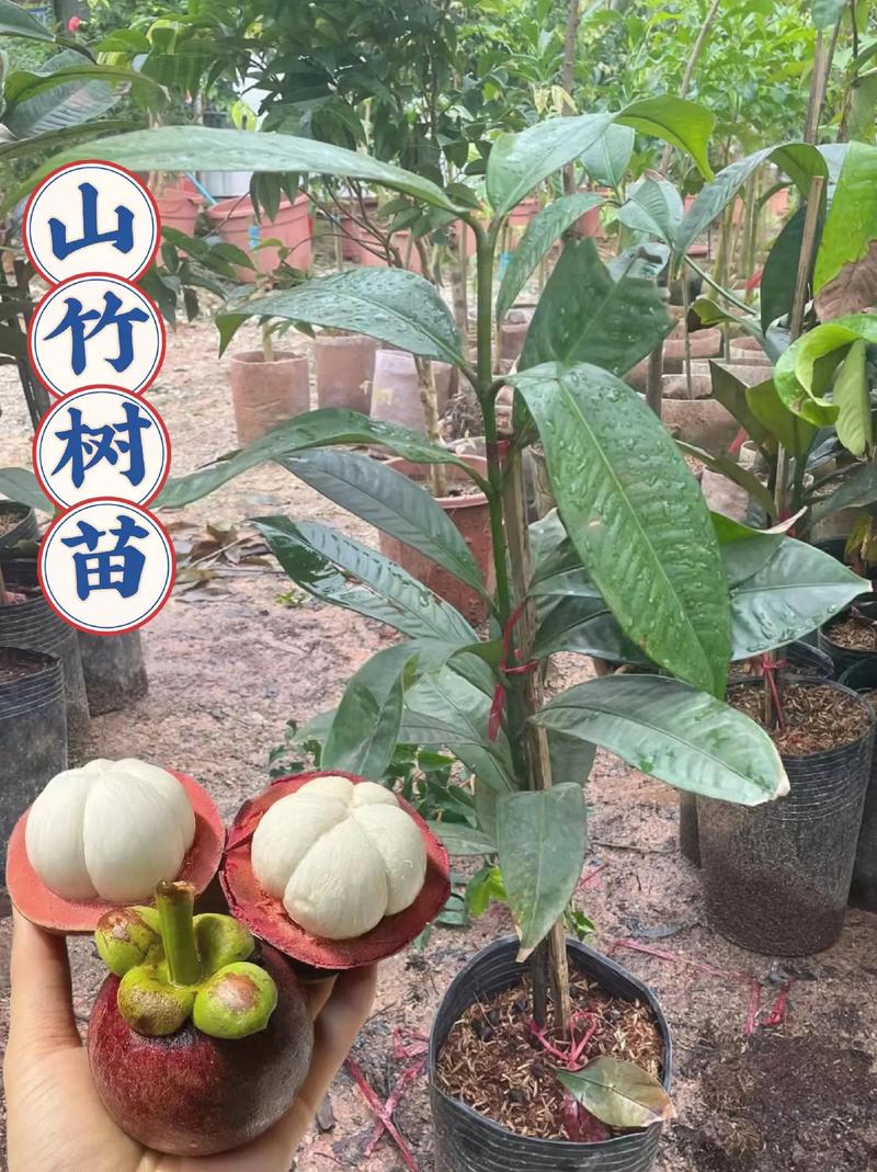 山竹树怎么种植，山竹树怎么种植360文库-第2张图片-优品飞百科