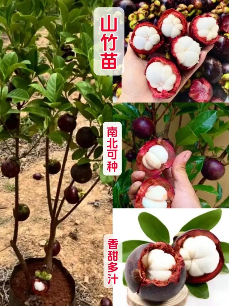 山竹树怎么种植，山竹树怎么种植360文库-第3张图片-优品飞百科