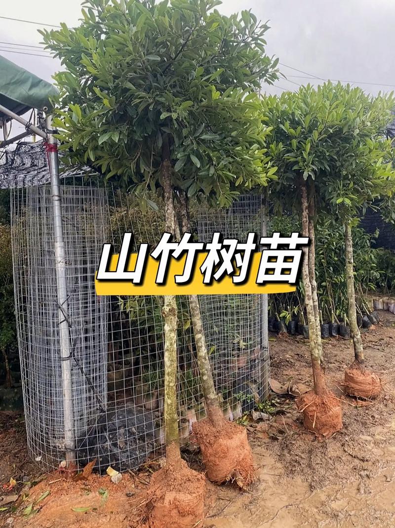 山竹树怎么种植，山竹树怎么种植360文库-第4张图片-优品飞百科