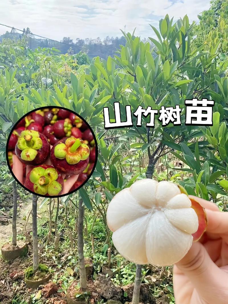山竹树怎么种植，山竹树怎么种植360文库-第5张图片-优品飞百科