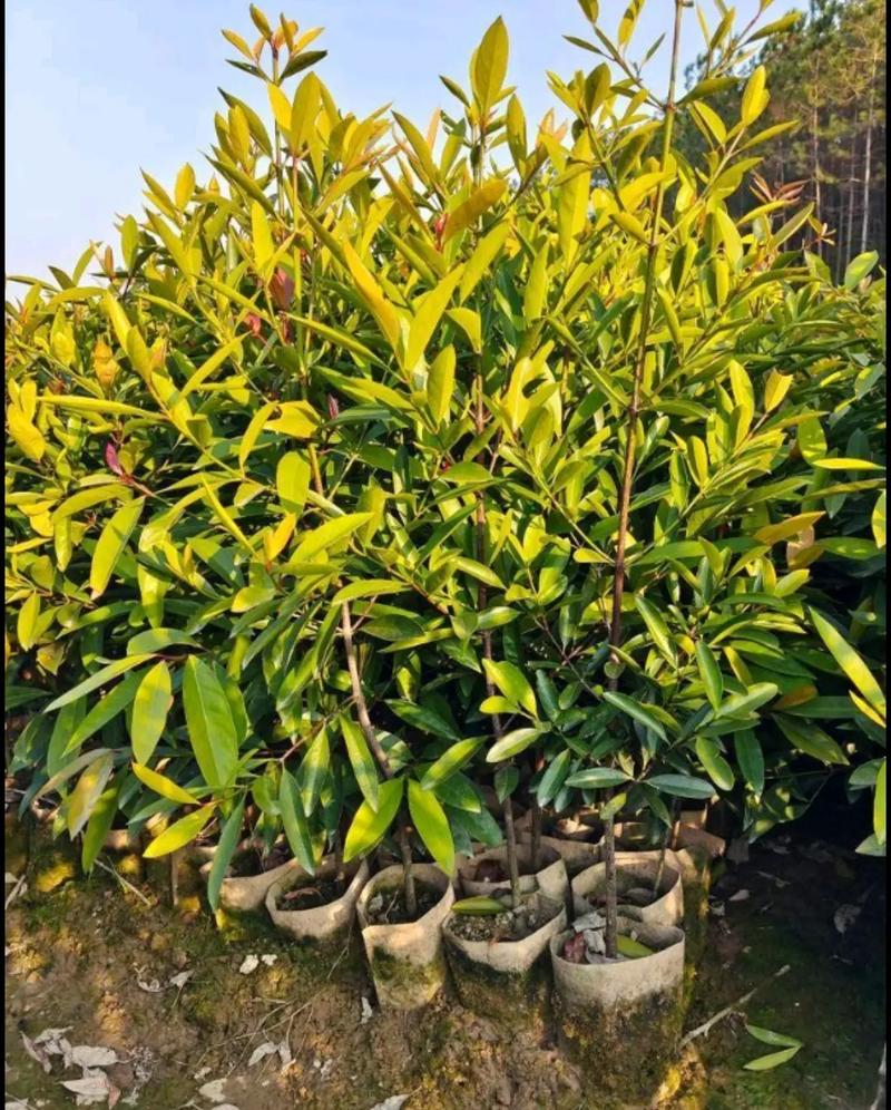 山竹树怎么种植，山竹树怎么种植360文库-第6张图片-优品飞百科