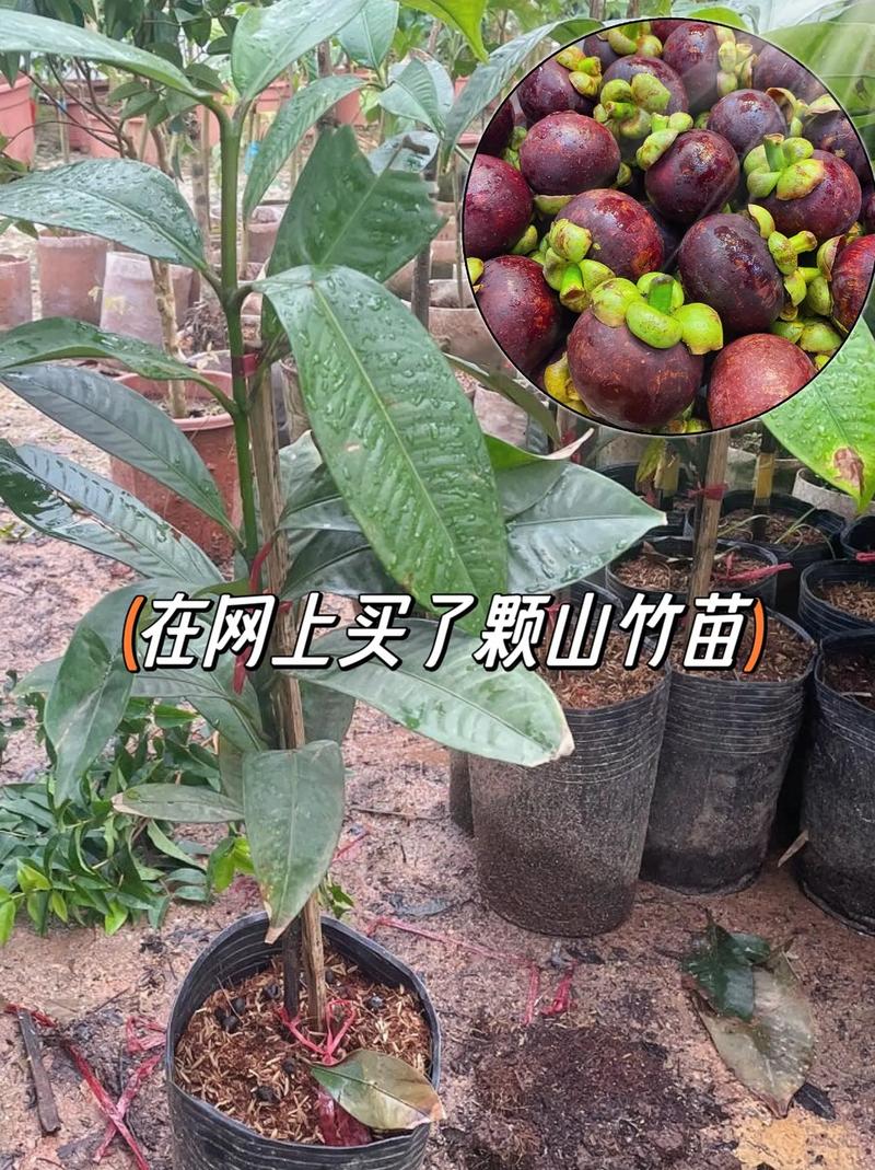 山竹树怎么种植，山竹树怎么种植360文库-第7张图片-优品飞百科