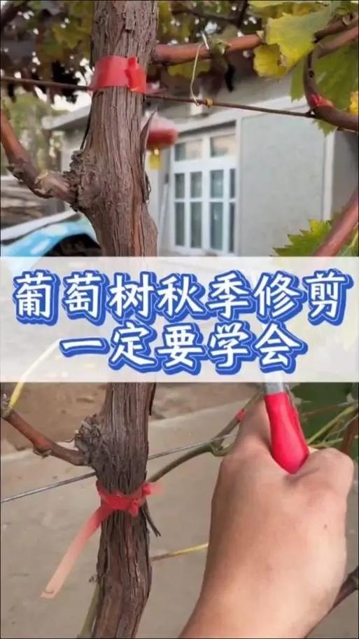 北方葡萄怎么剪枝，北方葡萄怎么剪枝比较好？-第6张图片-优品飞百科