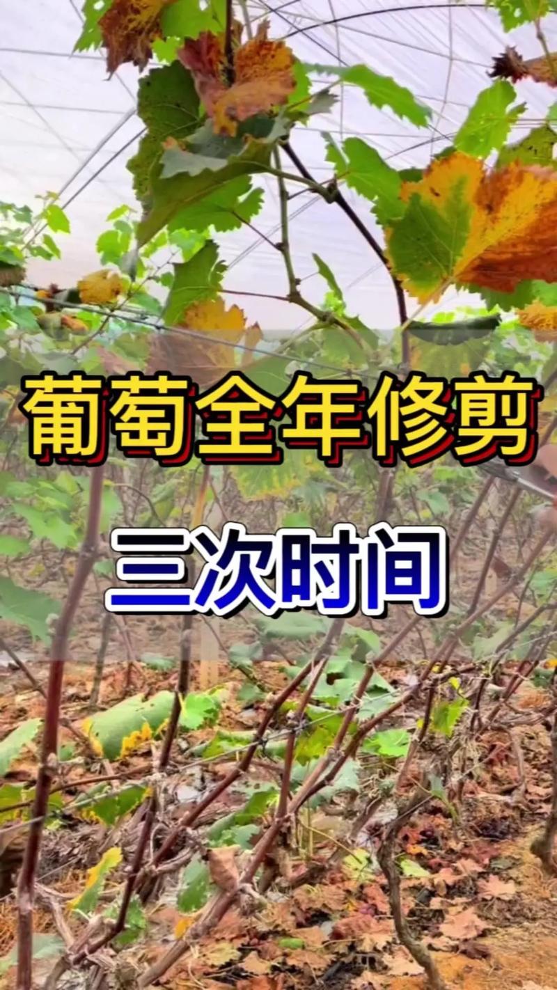 北方葡萄怎么剪枝，北方葡萄怎么剪枝比较好？-第7张图片-优品飞百科