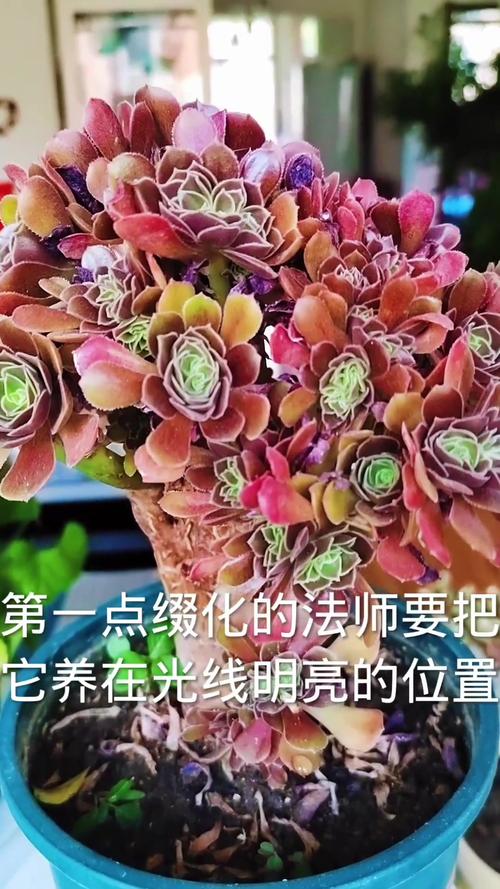 怎么让多肉缀化？多肉怎样能缀化？-第2张图片-优品飞百科