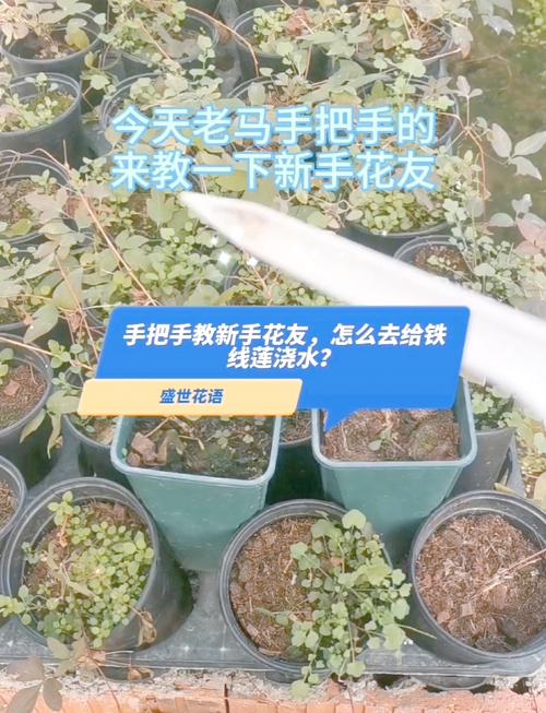 铁线莲春天怎么浇水，铁线莲春天开花后怎么处理？