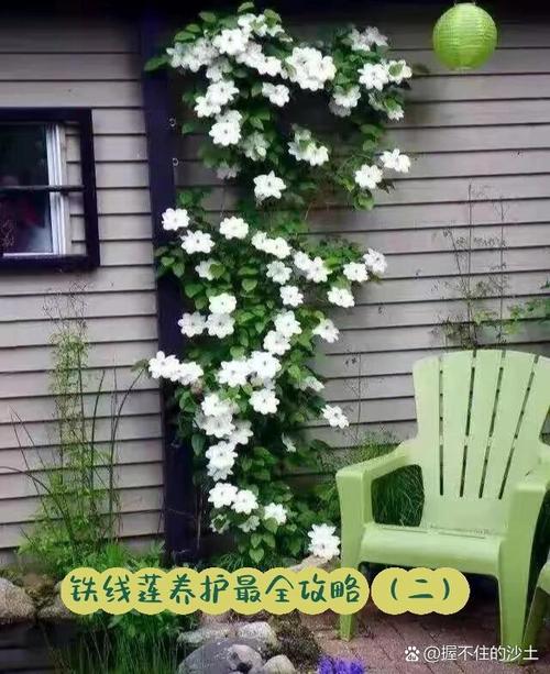铁线莲春天怎么浇水，铁线莲春天开花后怎么处理？-第3张图片-优品飞百科