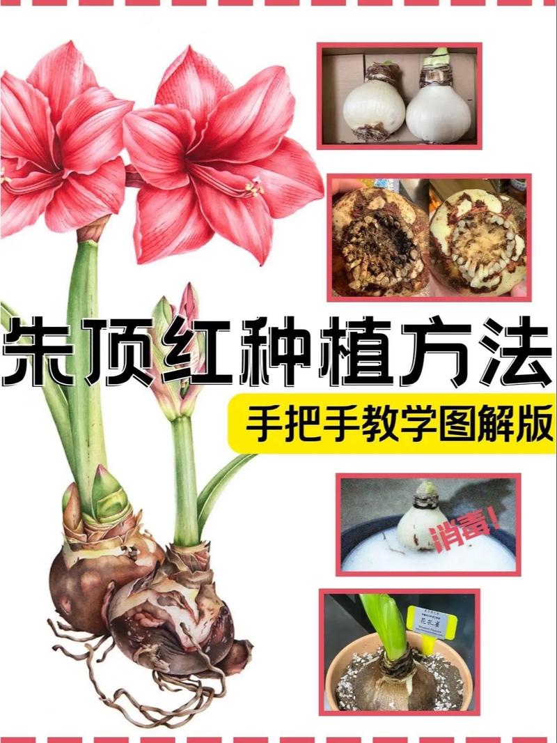 朱顶红怎么配土？朱顶红 花盆？