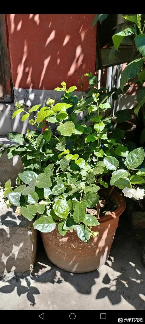 虎头茉莉怎么修剪，虎头茉莉怎么修剪发芽更多？