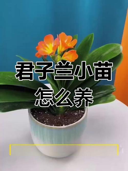 君子兰小苗怎么养，君子兰小苗怎么养长得快能见散光吗？-第2张图片-优品飞百科