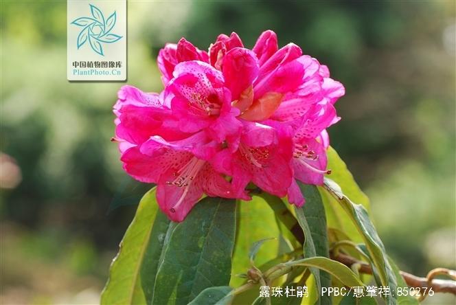 露珠杜鹃的繁殖方式，露珠杜鹃的繁殖方式有哪些
