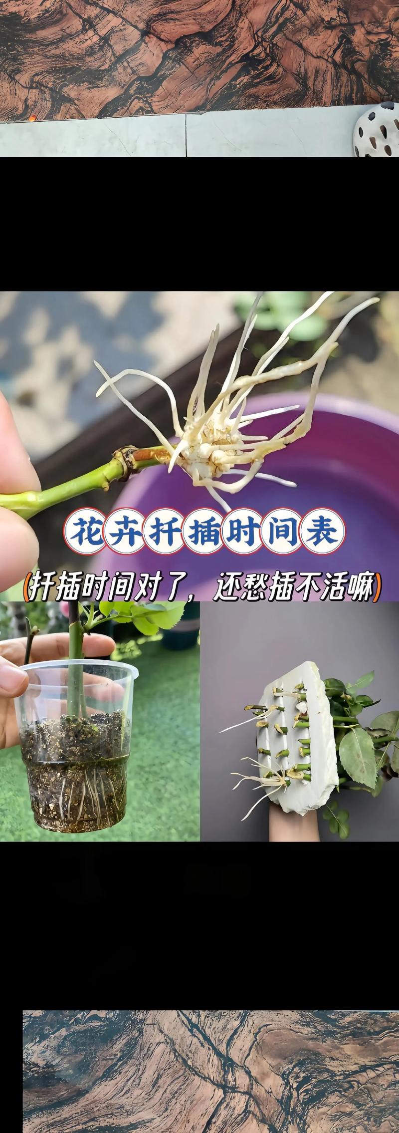 露珠杜鹃的繁殖方式，露珠杜鹃的繁殖方式有哪些-第4张图片-优品飞百科