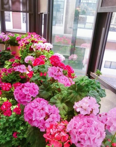 花毛茛可以水培吗，花毛茛可以扦插吗？