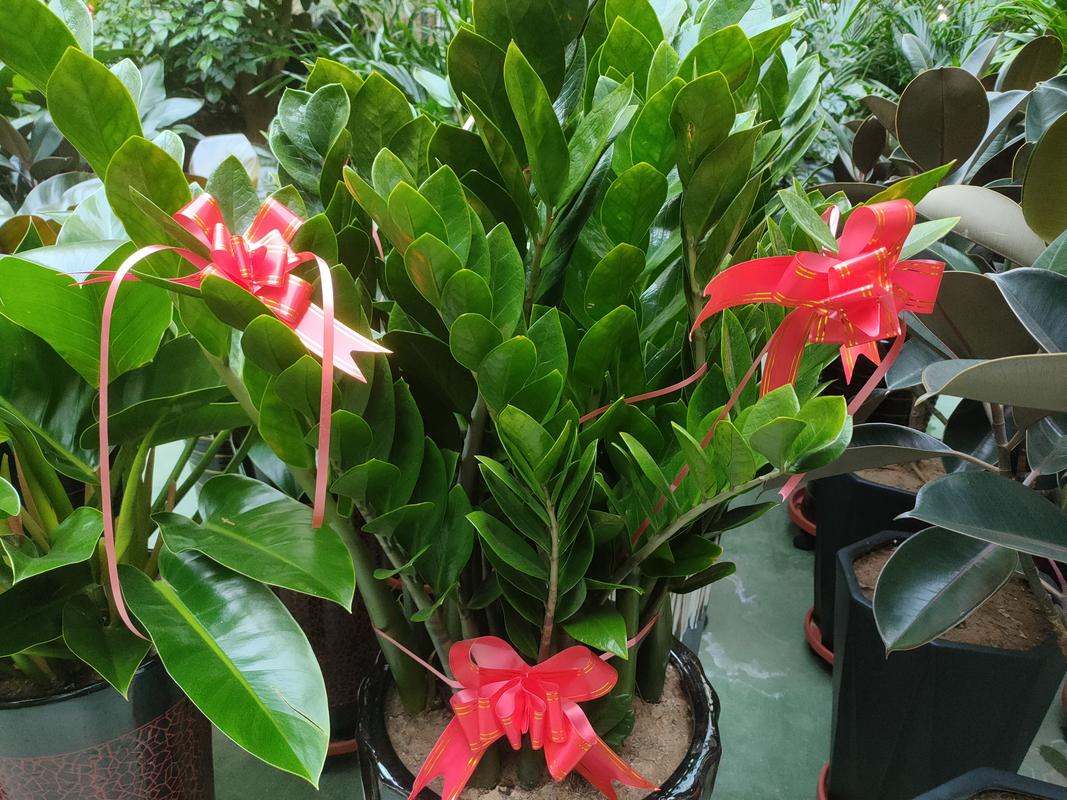 花毛茛可以水培吗，花毛茛可以扦插吗？-第3张图片-优品飞百科