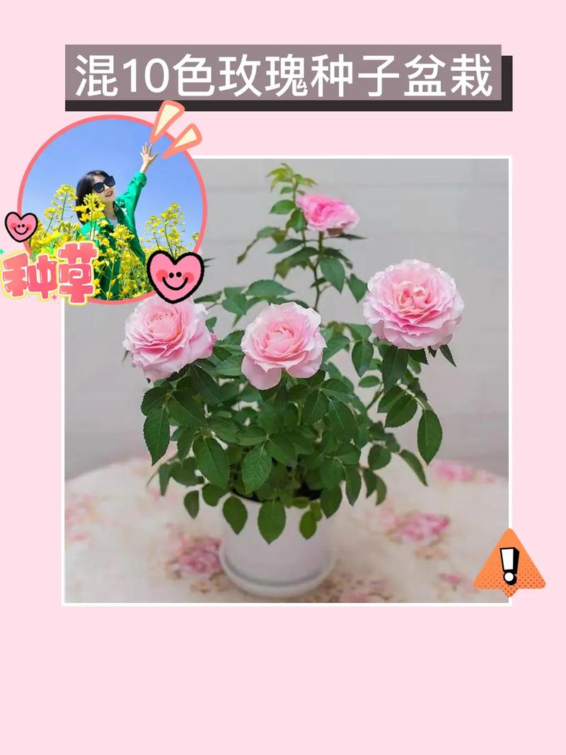 玫瑰花换盆后叶子发黄怎么处理，玫瑰花换土换盆为什么掉叶子？-第2张图片-优品飞百科