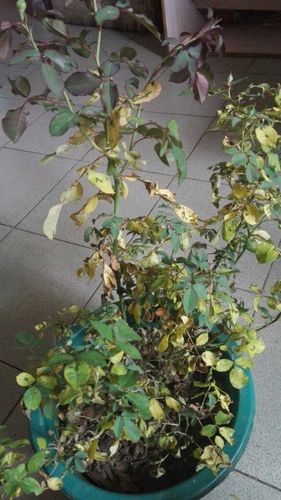 玫瑰花换盆后叶子发黄怎么处理，玫瑰花换土换盆为什么掉叶子？-第3张图片-优品飞百科
