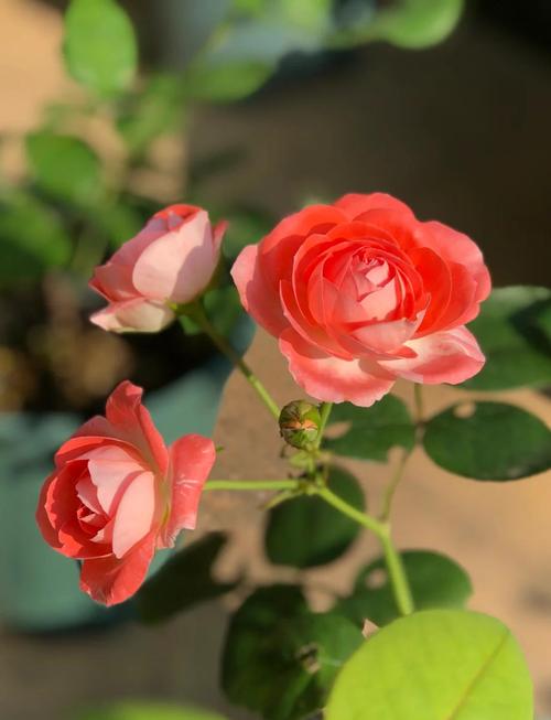 玫瑰花换盆后叶子发黄怎么处理，玫瑰花换土换盆为什么掉叶子？-第4张图片-优品飞百科