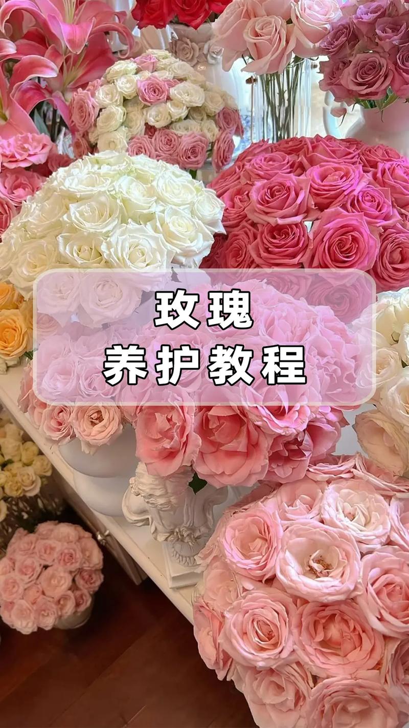 玫瑰花换盆后叶子发黄怎么处理，玫瑰花换土换盆为什么掉叶子？-第5张图片-优品飞百科