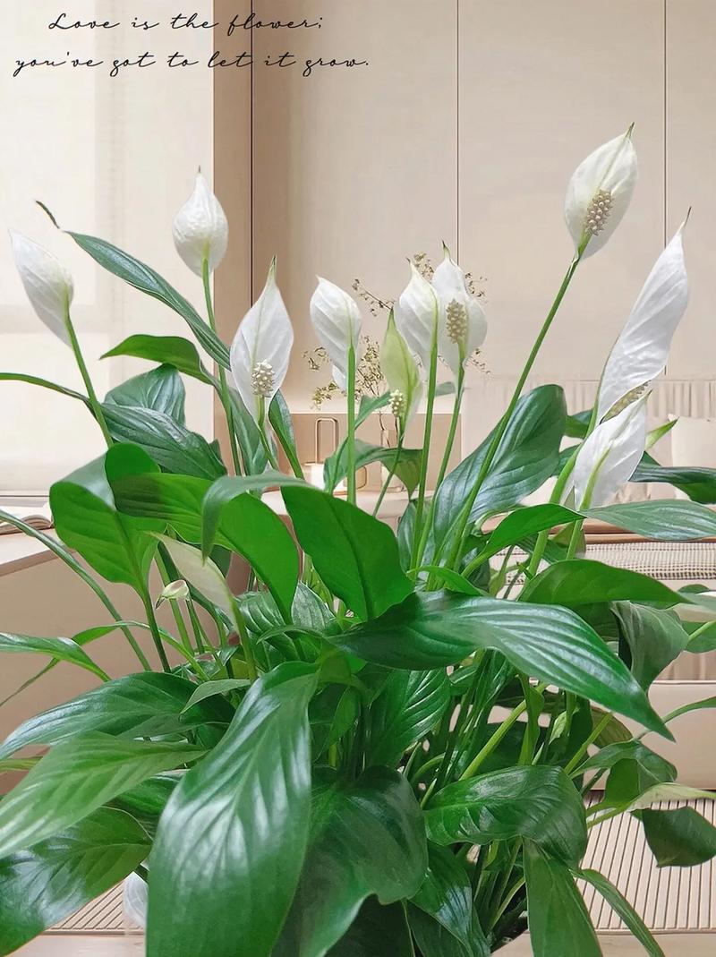 白掌怎么养才能开花？白掌怎么养才能开花更旺盛？
