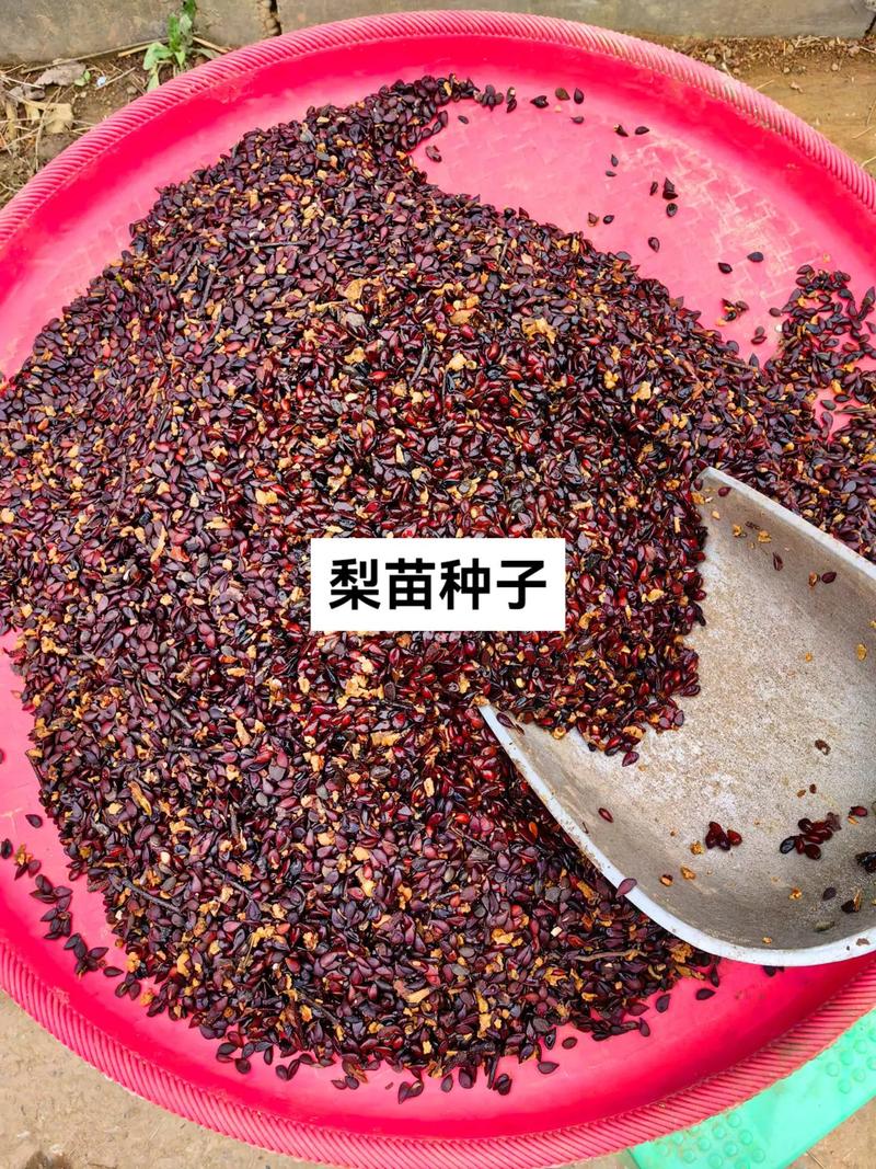梨树种子怎么种，梨树种子怎么种植方法