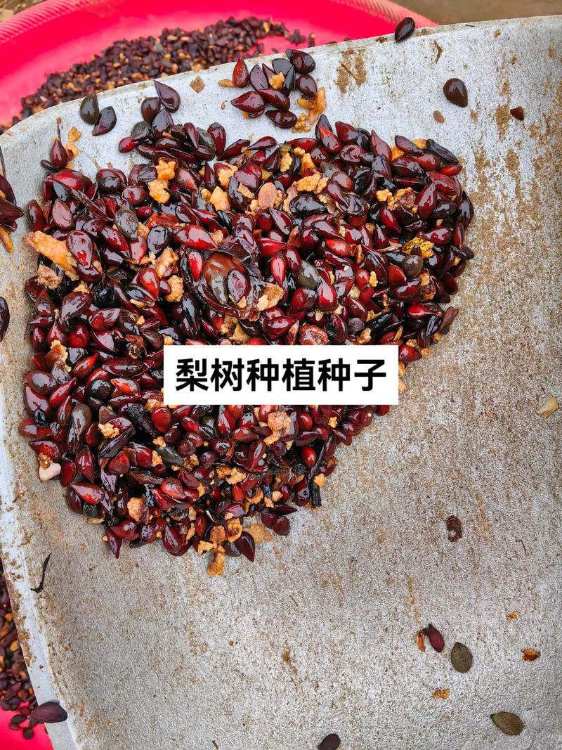 梨树种子怎么种，梨树种子怎么种植方法-第2张图片-优品飞百科
