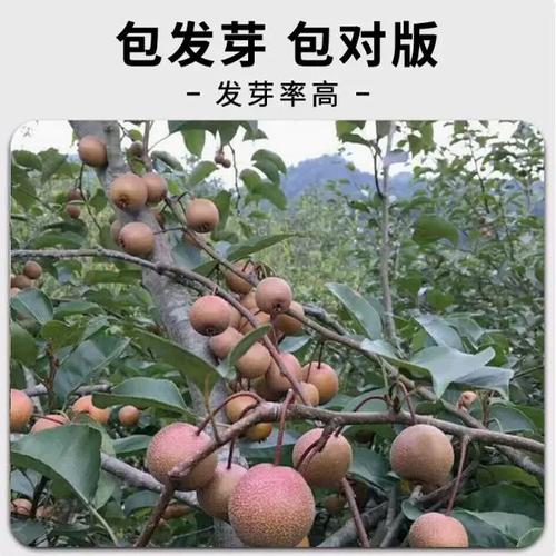 梨树种子怎么种，梨树种子怎么种植方法-第5张图片-优品飞百科