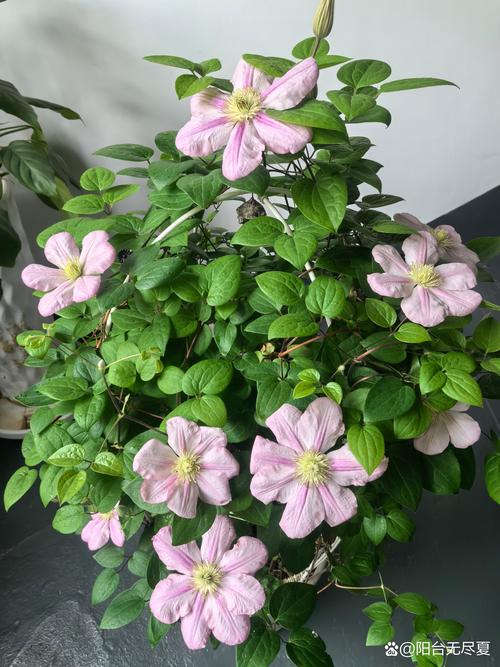 铁线莲怎么修剪越冬，铁线莲怎样修剪过冬？-第6张图片-优品飞百科
