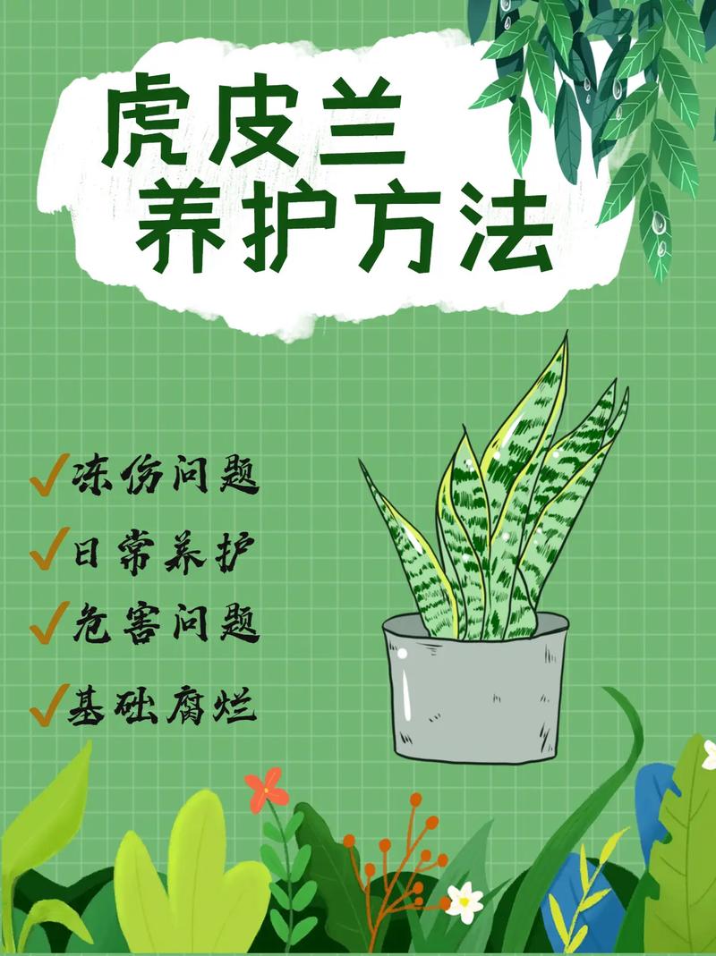 虎皮兰怎么养？虎皮兰怎么养才能开花？