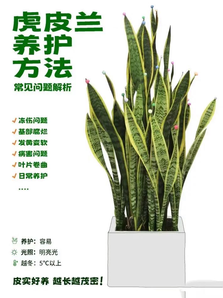 虎皮兰怎么养？虎皮兰怎么养才能开花？-第3张图片-优品飞百科