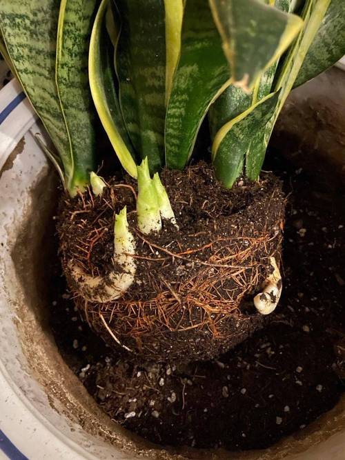 虎皮兰怎么养？虎皮兰怎么养才能开花？-第5张图片-优品飞百科