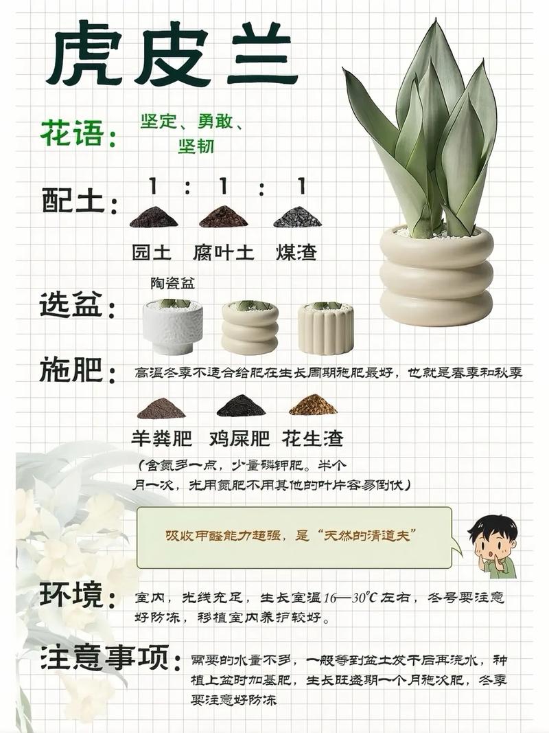 虎皮兰怎么养？虎皮兰怎么养才能开花？-第7张图片-优品飞百科