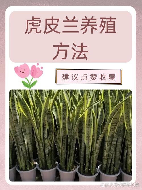 虎皮兰怎么养？虎皮兰怎么养才能开花？-第8张图片-优品飞百科