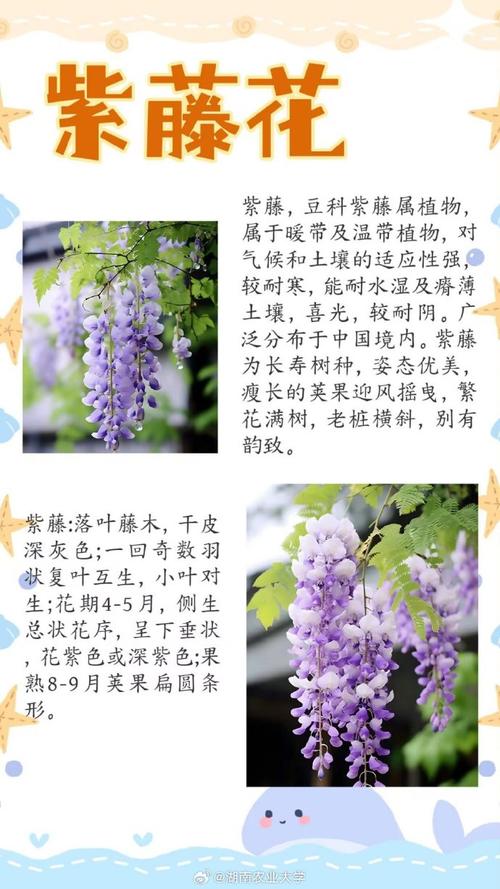 紫藤秋天怎么养？紫藤秋天怎么养护？-第2张图片-优品飞百科