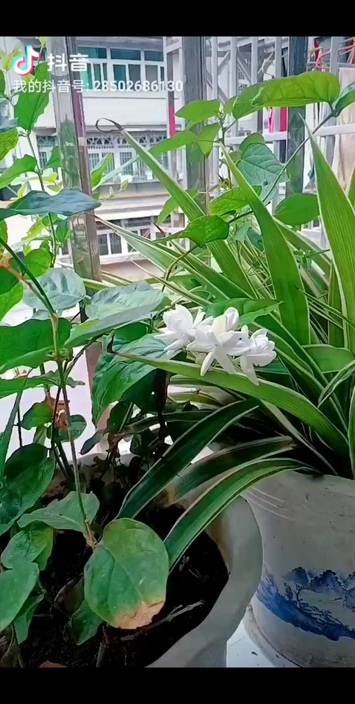 紫藤秋天怎么养？紫藤秋天怎么养护？-第4张图片-优品飞百科