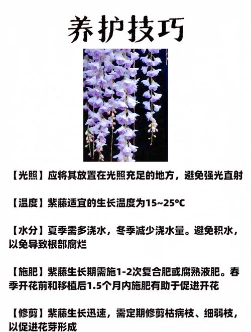 紫藤秋天怎么养？紫藤秋天怎么养护？-第5张图片-优品飞百科