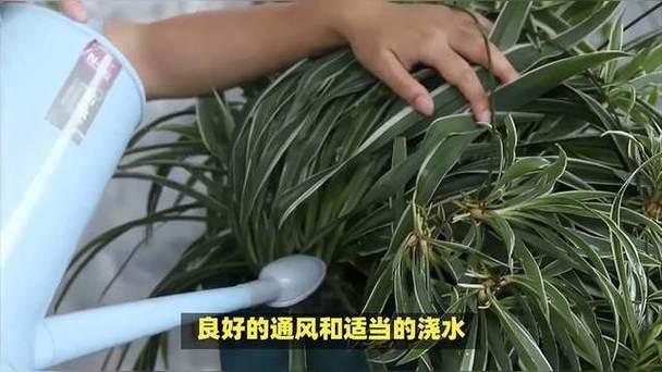 吊兰喜欢酸性还是碱性，翡翠吊兰喜欢酸性还是碱性？-第5张图片-优品飞百科