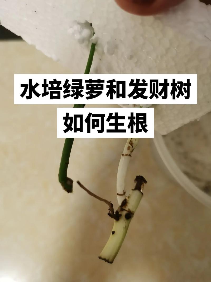 水培一根绿萝如何变成一盆，水培绿萝怎么长根