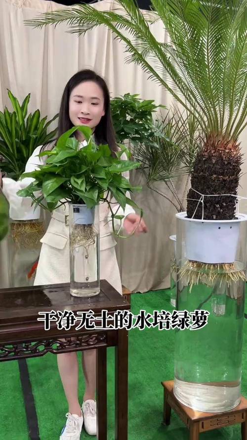 水培一根绿萝如何变成一盆，水培绿萝怎么长根-第3张图片-优品飞百科