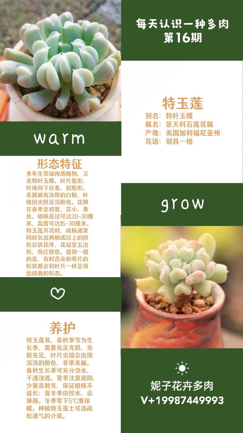 特玉莲怎么养，特玉莲的繁殖方法？
