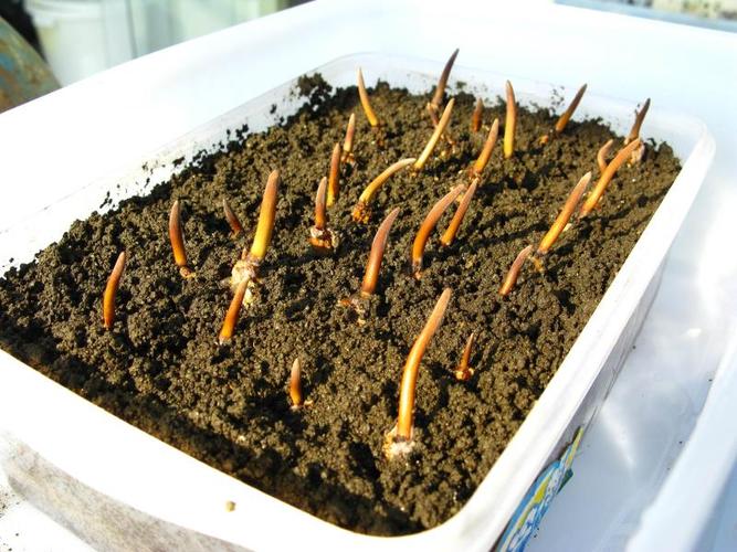 人工种植冬虫夏草，人工种植冬虫夏草图片 功效