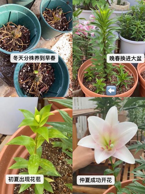 百合的分株繁殖方法，百合的繁殖方式和种植过程？