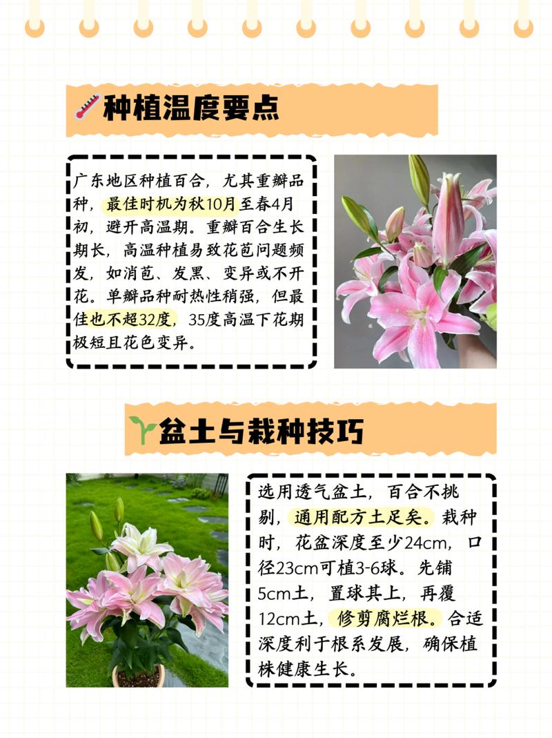 百合的分株繁殖方法，百合的繁殖方式和种植过程？-第4张图片-优品飞百科