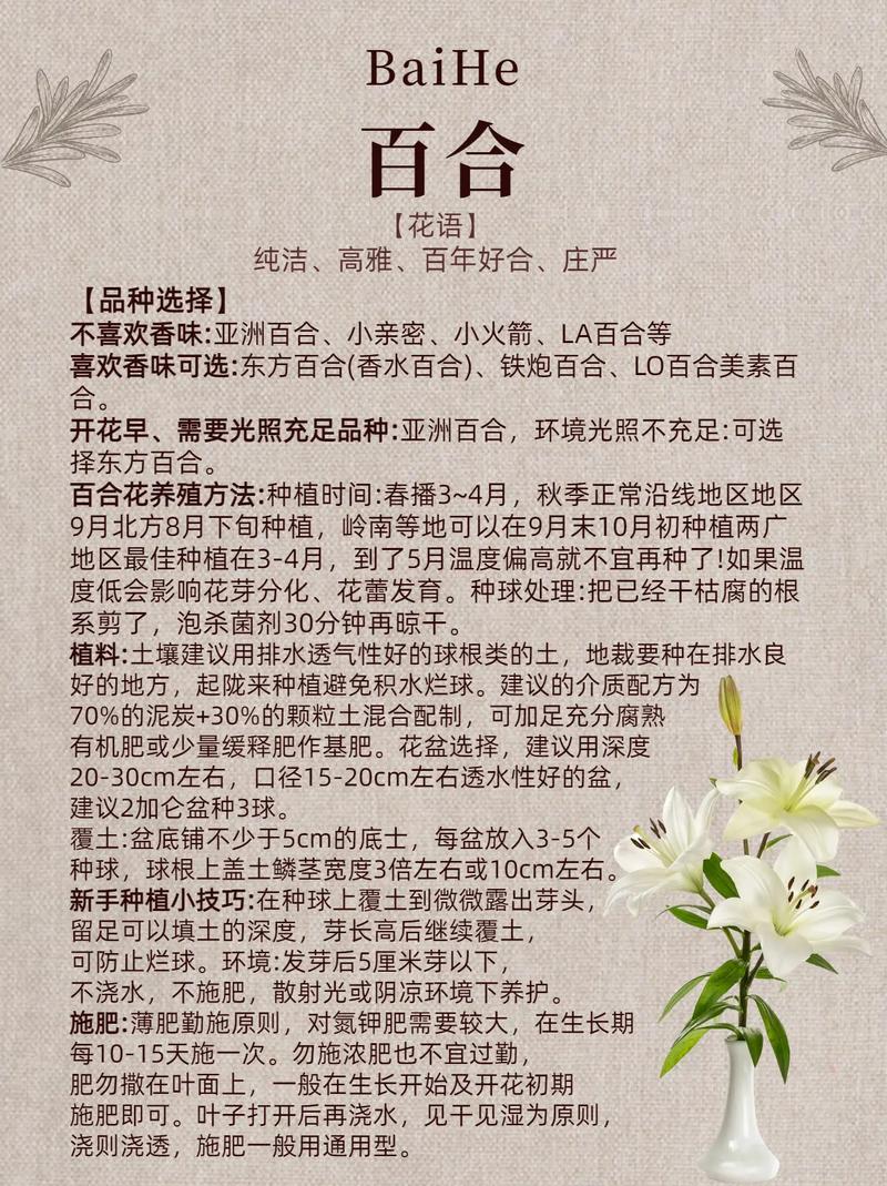 百合的分株繁殖方法，百合的繁殖方式和种植过程？-第5张图片-优品飞百科