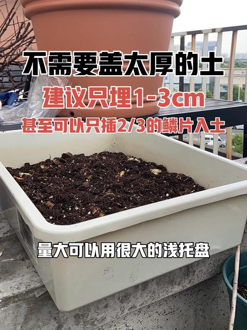 百合的分株繁殖方法，百合的繁殖方式和种植过程？-第6张图片-优品飞百科