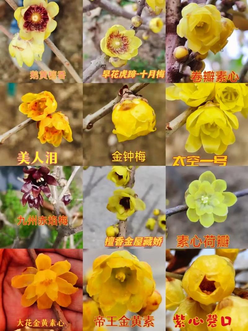 腊梅花怎么养，红色腊梅花怎么养