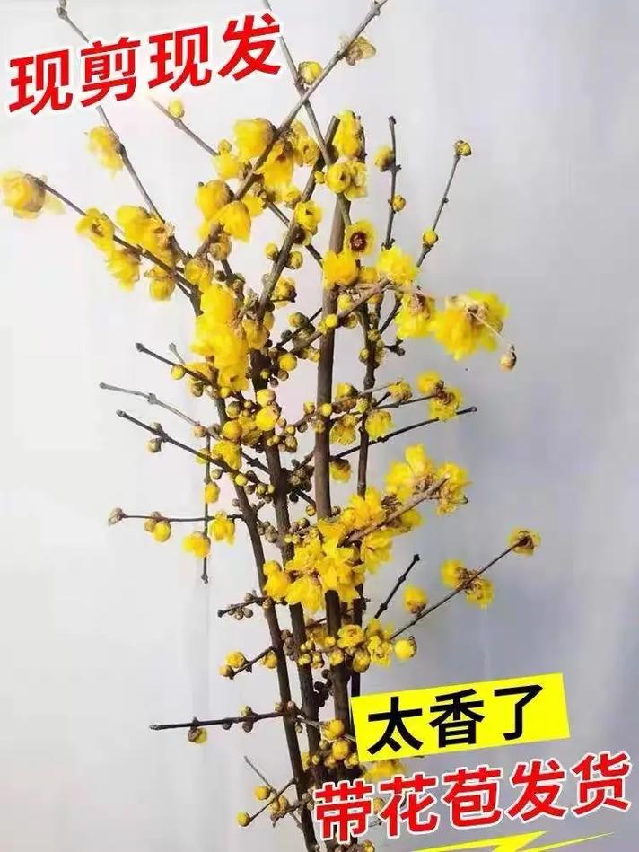 腊梅花怎么养，红色腊梅花怎么养-第2张图片-优品飞百科